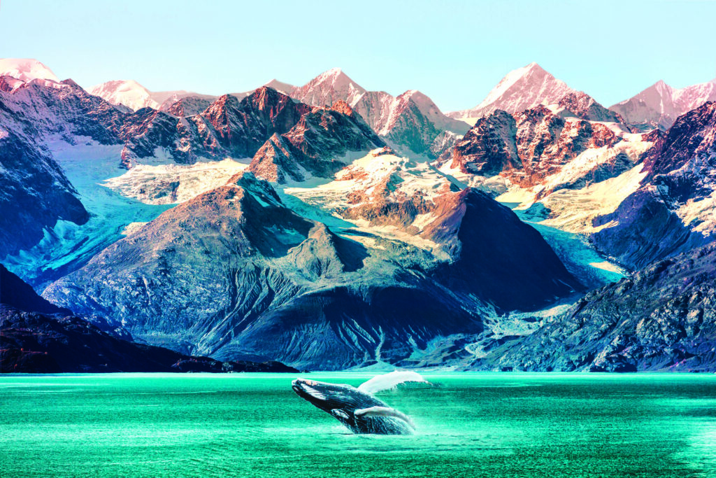 Humpback Whale Breaching in Glacier Bay (Photo by Maridav)