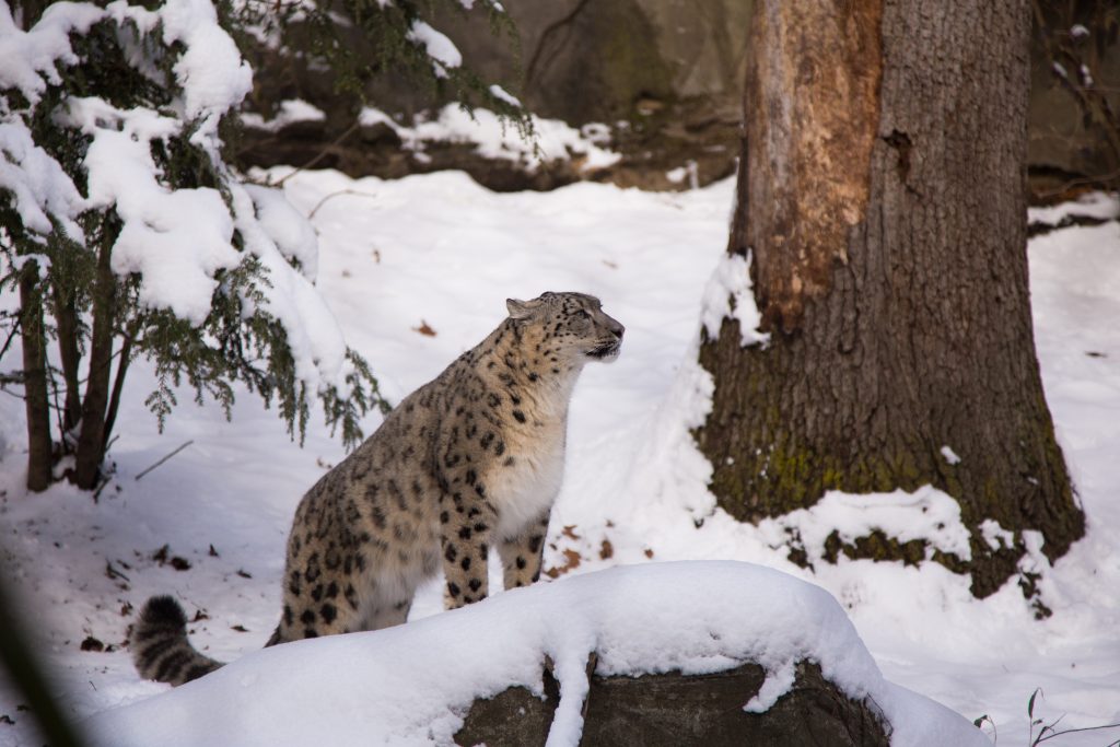 Snow Leopard at Roger Williams Park Zoo (Photo by GoProvidence)