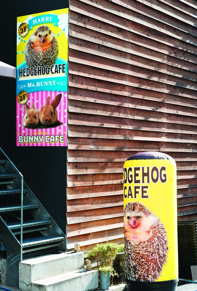 Hedgehog Cafe (Photo by RPA Studio)