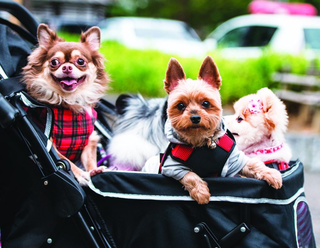 Sunday In Yoyogi Park With The Dogs (Photo by Dr. Gilad Fiskus)