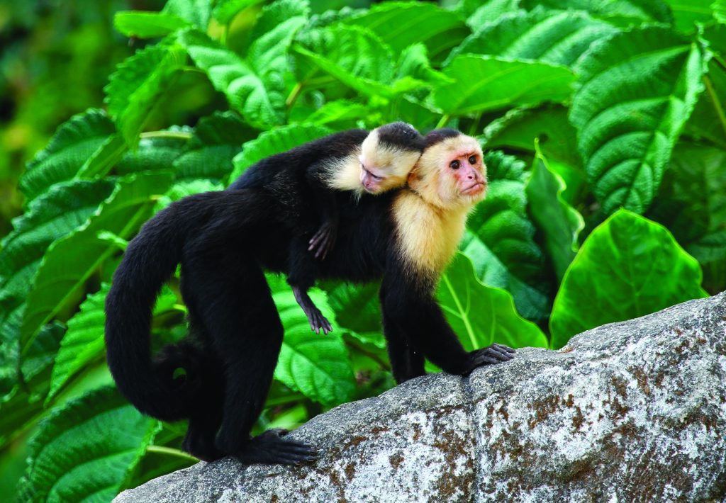 Capuchin Monkeys