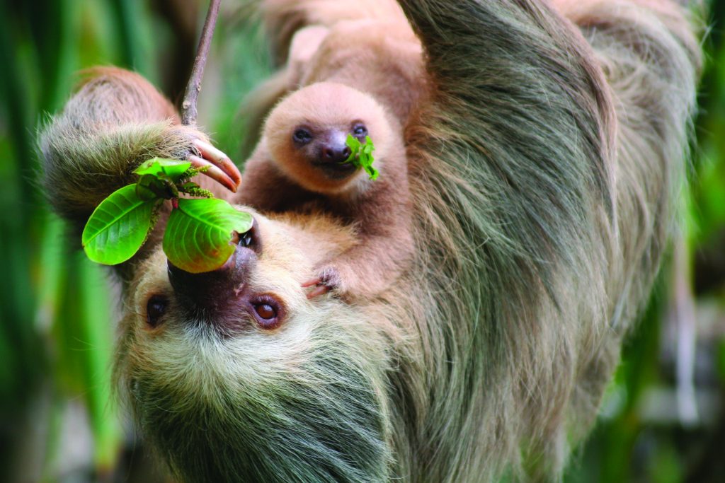 Sloth With Baby