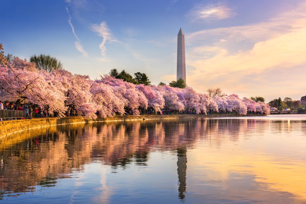 Cherry Blossoms at the Tidal Basin (Photo by Ceative Cat Studio)