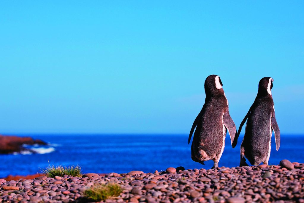Magellanic Penguin in Patagonia (Photo by Sunsinger)