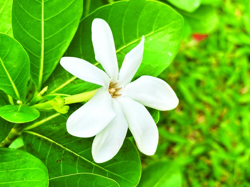 Tahitian Gardenia (Photo by Diane C Macdonald)